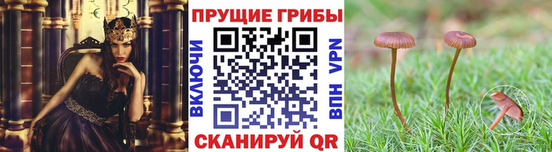 Купить  Кстово  Псилоцибиновые грибы мицелий 